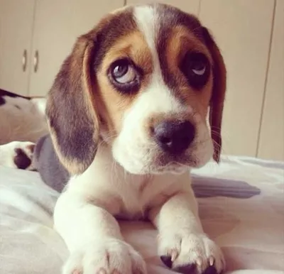 Известная собака с грустными глазами: лучшие фото