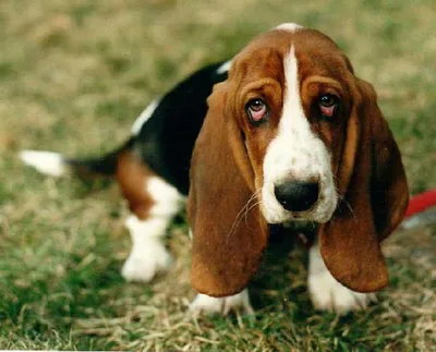 Уникальные фотографии собаки с грустными глазами