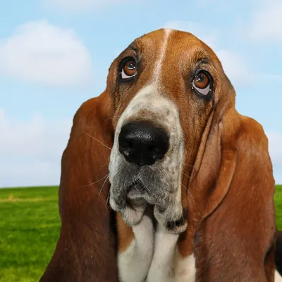 Фото собаки с грустными глазами: сохраните ее образ на века