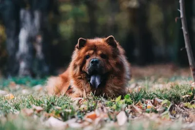 Собака с синим языком: фото высокой четкости