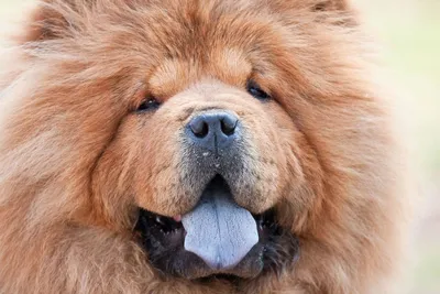 Собака с синим языком: бесплатное изображение в хорошем качестве