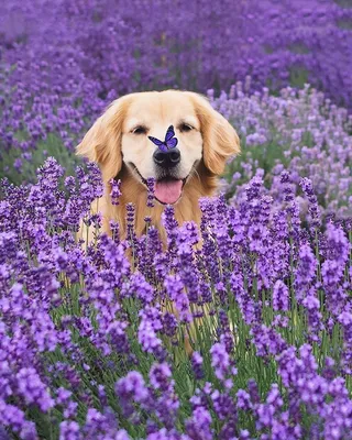 Собака с цветами: прекрасная комбинация на вашем экране