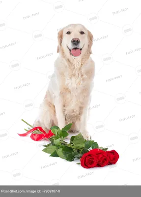 Истинное воплощение красоты: собака с цветами