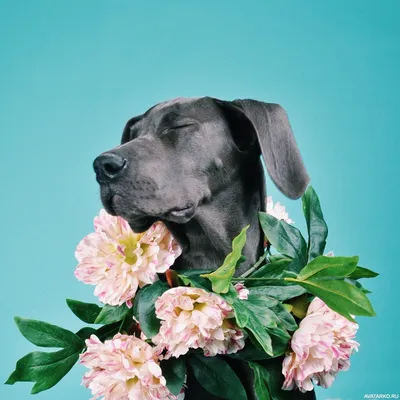 Загрузите бесплатно фото с собакой и цветами