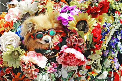 Фотография собаки и цветов для вашего творчества
