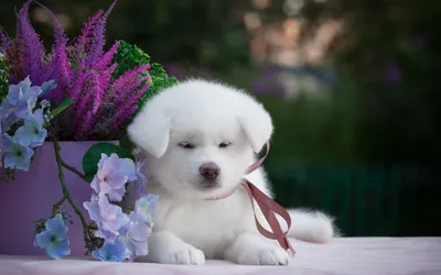 Удивительные фото собаки, украшенной яркими цветами