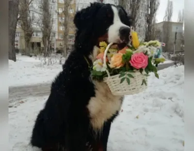 Фото собаки: венец ее красоты - цветы