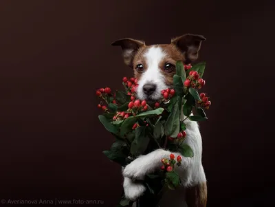 Собака, окруженная красивыми цветами