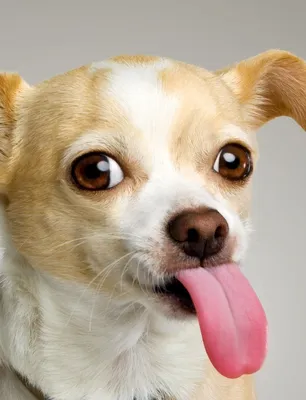 Собака с выпученными глазами: улыбка или угроза?