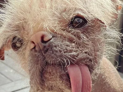 Фотография Собака с выпученными глазами: вязкое взаимодействие