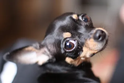 Изображение Собака с выпученными глазами в формате png: легкость сохранения