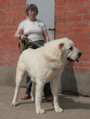 Собака сао: фото для любителей породы и животных в целом