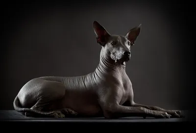 Фоновые изображения собаки сфинкс