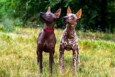 Уникальные изображения собаки сфинкс