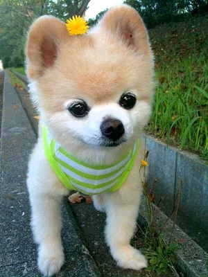 Шунсуке - красивый представитель породы собаки