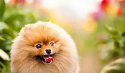 Шунсуке - нежный пес с прекрасной шерстью