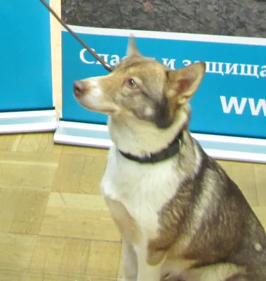 Удивительные снимки собаки Сулимова для веб-страниц