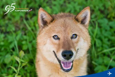 Превосходные снимки красивой собаки Сулимова