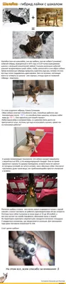 Волшебные фотографии собаки Сулимова для скачивания