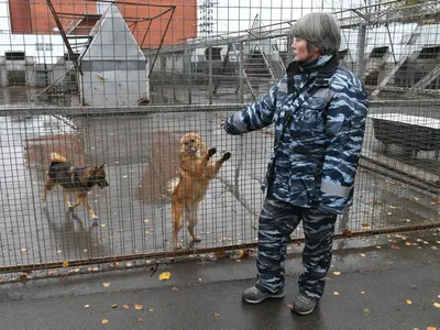 Потрясающие изображения собаки Сулимова