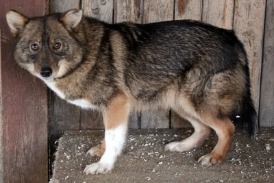 Потрясающие фото собаки Сулимова для скачивания