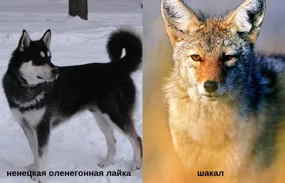 Впечатляющие снимки собаки Сулимова для фона