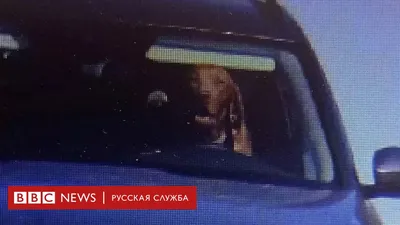 Собака за рулем фотографии