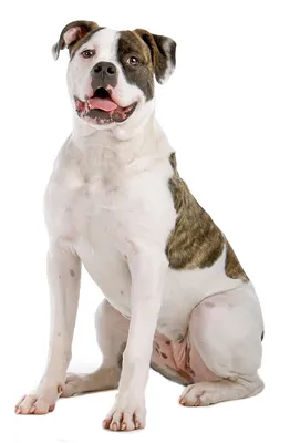 Невероятная красота собаки американский бульдог на фото