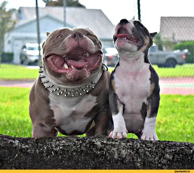 Фото собаки американский булли с прекрасным фоном