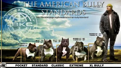 Собака американский булли: фото в высоком качестве