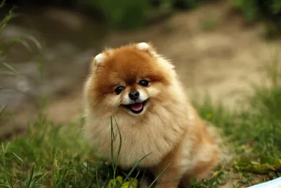 Собаки бузовой на фотографиях: заполните свой день счастьем