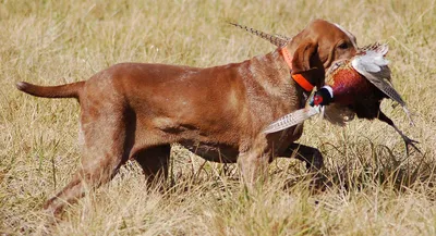 Собаки для охоты: мощные и преданные помощники