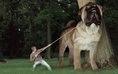 Изумительные картинки собак-гигантов: бесплатно и в хорошем качестве