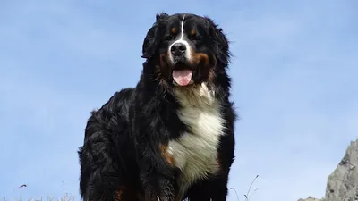 Лучшие фотографии собак гигантов: бесплатное скачивание