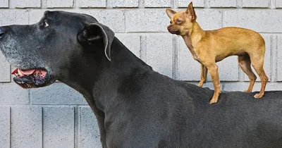 Фантастические картинки собак гигантов: скачать в любом формате
