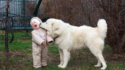 Фото гигантских собак: выбирайте размер и формат 