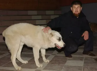 Потрясающие фотографии собак Кадырова в формате jpg