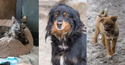 Картинки собак Кадырова: впечатляющие снимки для фотообоев