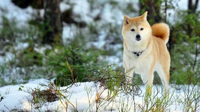 Собаки хатико: Качественные изображения для использования