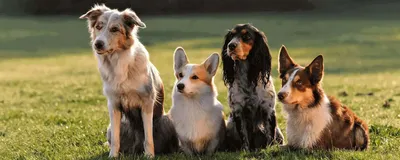 Фото собак компаньонов: доступные форматы для скачивания