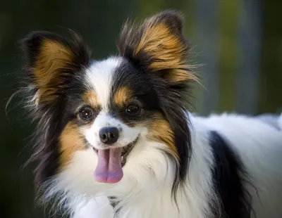 Фото собак компаньонов: выберите размер изображения и формат для скачивания