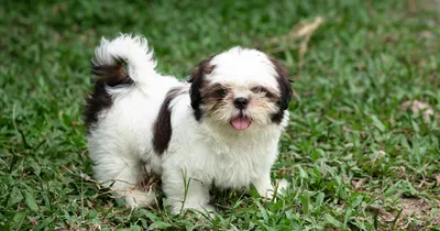 Вдохновитесь этой коллекцией фотографий маленьких собак, которые не растут