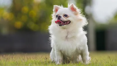Загрузите эти уникальные фотографии собак, которые не меняют размер