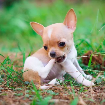 Фото собаки мини породы - изумительные картинки для скачивания