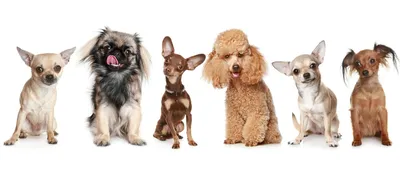 Собаки мини породы - фото для использования в качестве фона