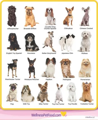 Собаки мини породы - фото для создания стильных обоев