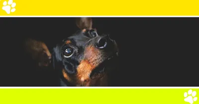 Собаки мини породы - фото на все случаи жизни