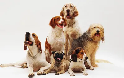 Фото собаки в различных форматах: jpg, png, webp