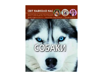 Фото собаки: подберите идеальный размер изображения