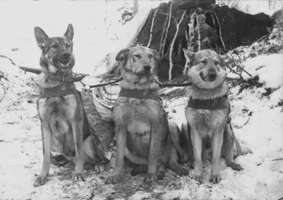 История собак военных: потрясающие фотографии